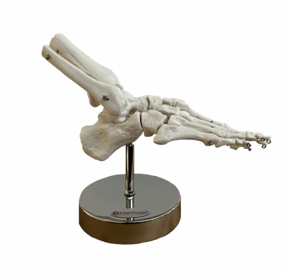 Anatomisk fotskelett