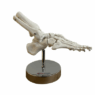 Anatomisk fotskelett