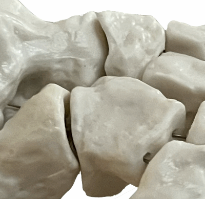 Anatomisk fotskelett